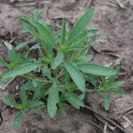 This agronomic image shows the weed kochia in a wheat field.