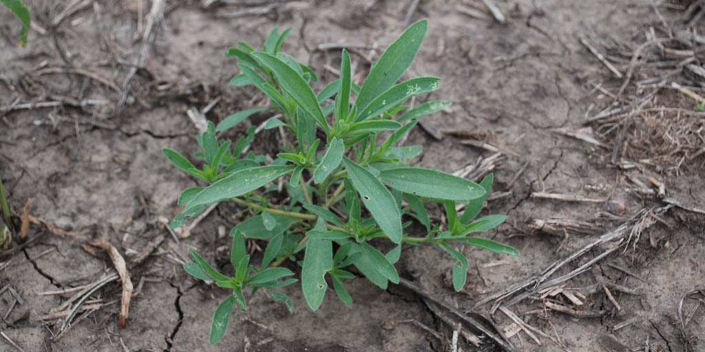 This agronomic image shows the weed kochia in a wheat field.
