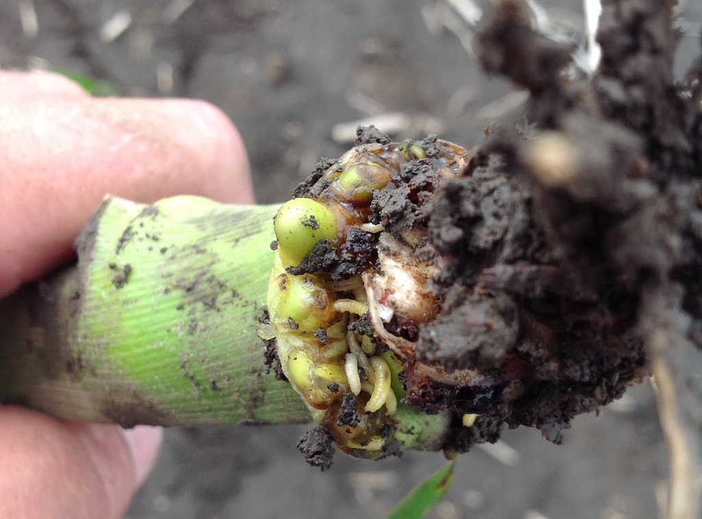 This agronomic image shows corn rootworm on corn root.