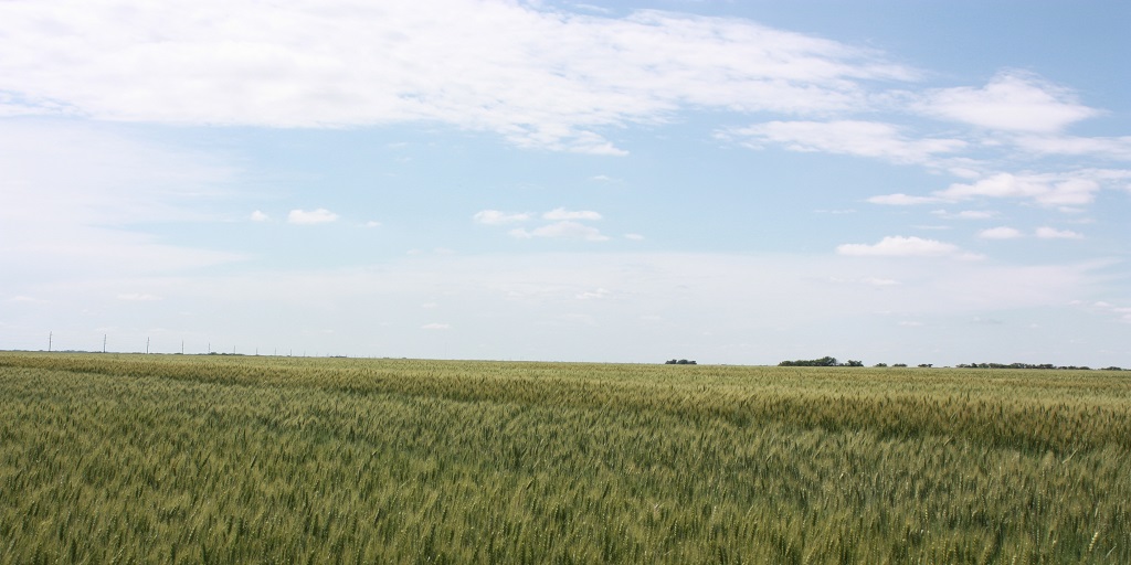 This agronomic image shows a field of AgriPro SY Grit, a hard red winter wheat variety.