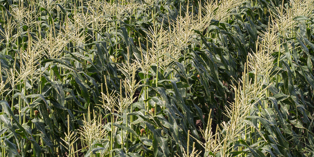 This agronomic photo shows sweet corn in the field with tassels.