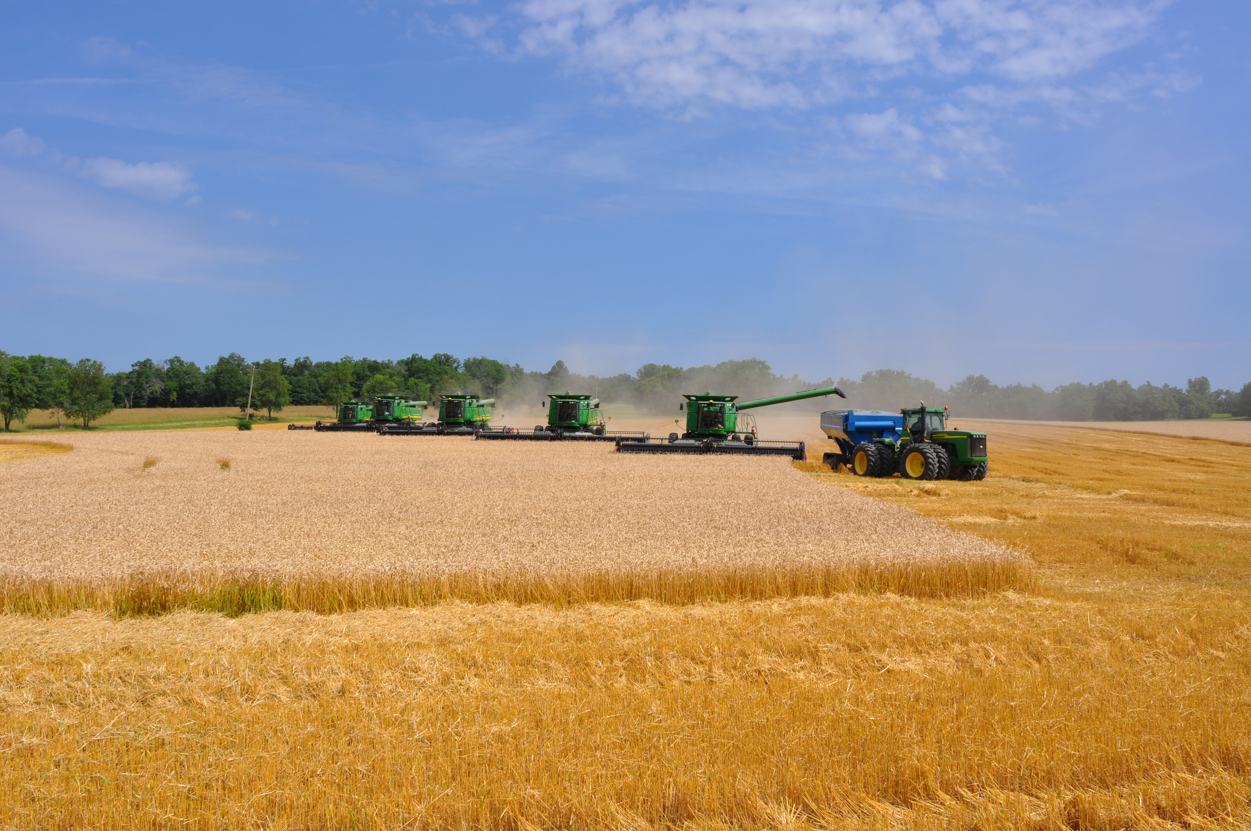 This agronomic image shows combines harvesting wheat.