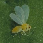 This agronomic image shows a whitefly.