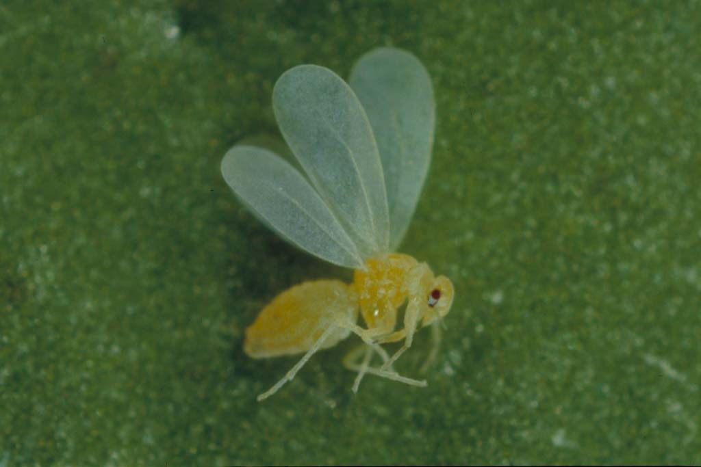 This agronomic image shows a whitefly.