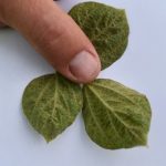 This agronomic image shows discoloration of soybean leaves from spider mites.