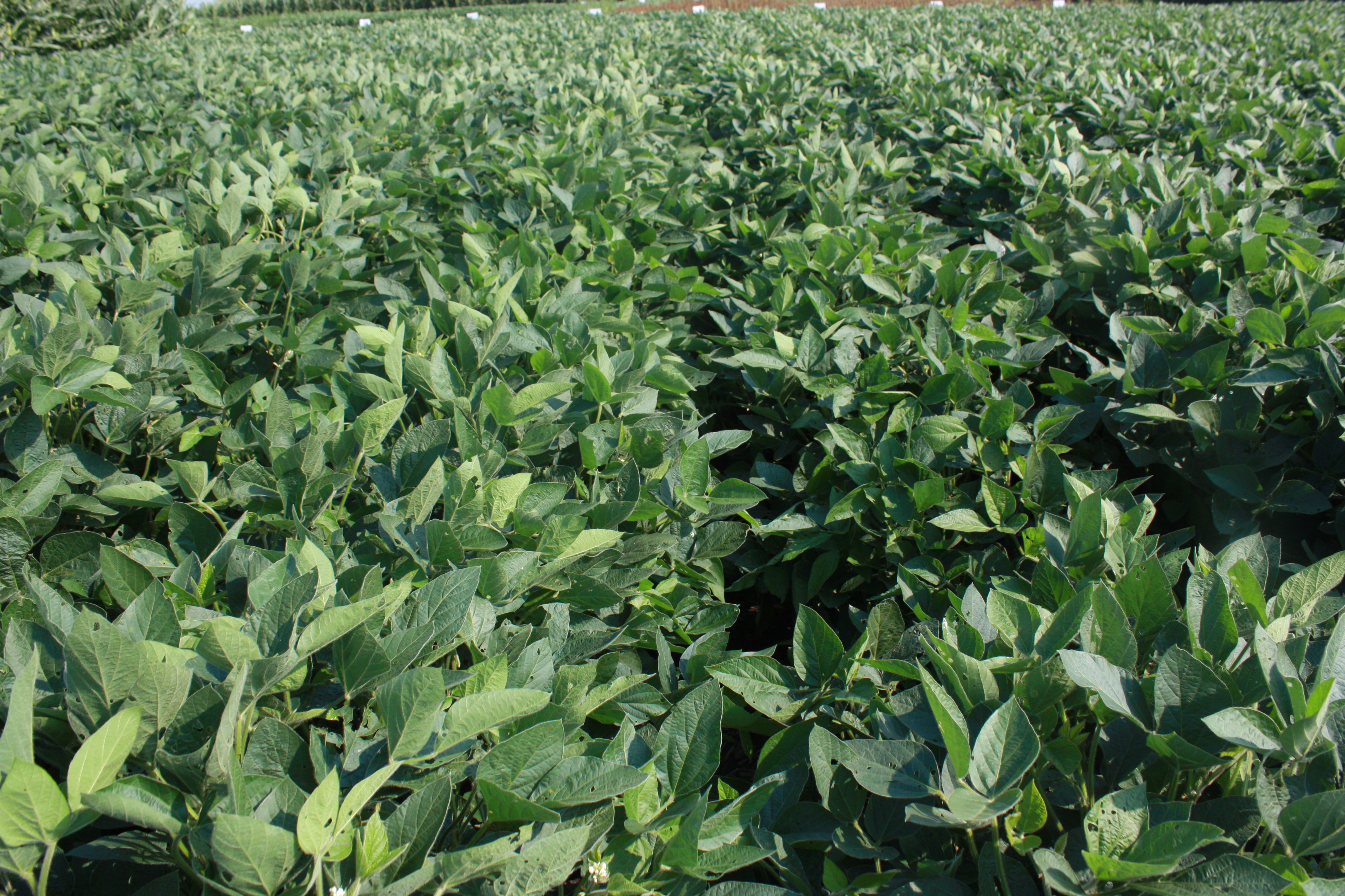 This agronomic image shows soybean plants.