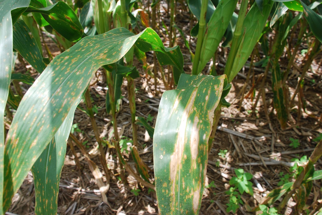 This agronomic image shows northern corn leaf blight.