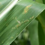This agronomic image shows common rust on corn.