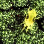 This agronomic image shows a two-spotted spider mite.