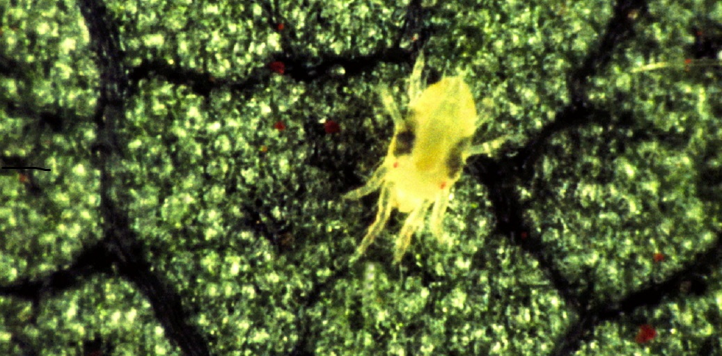 This agronomic image shows a two-spotted spider mite.