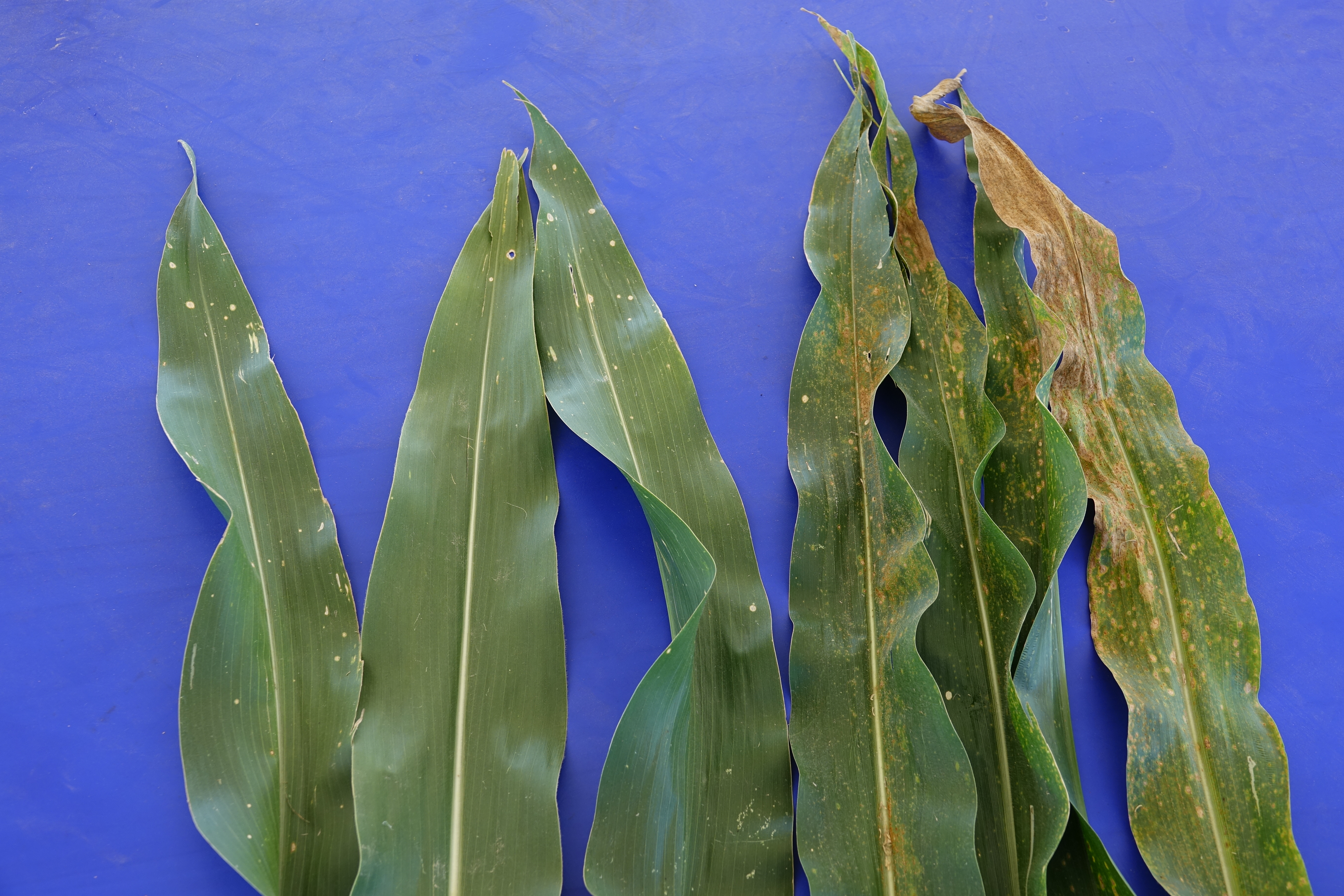 This agronomic image shows Southern corn rust on corn leaves not treated by Trivapro.