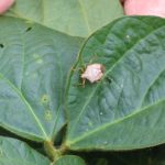 This agronomic image shows a brown stinkbug on a soybean leaf.