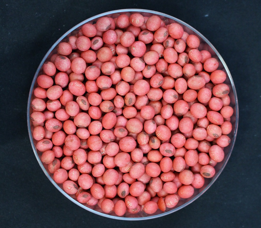 This agronomic image shows soybeans treated with CruiserMaxx Vibrance Beans seed treatment.