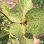 This agronomic image shows spider mite damage to soybean leaves.