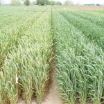 This agronomic image shows trial treatment of stripe rust and leaf rust on winter wheat.