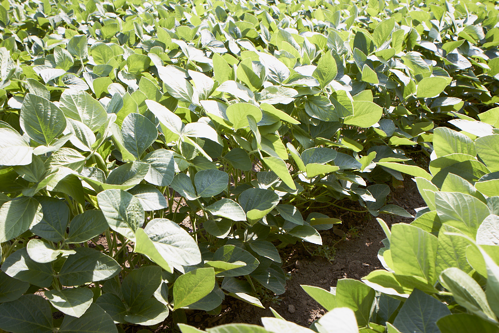 this agronomic image shows soybeans.