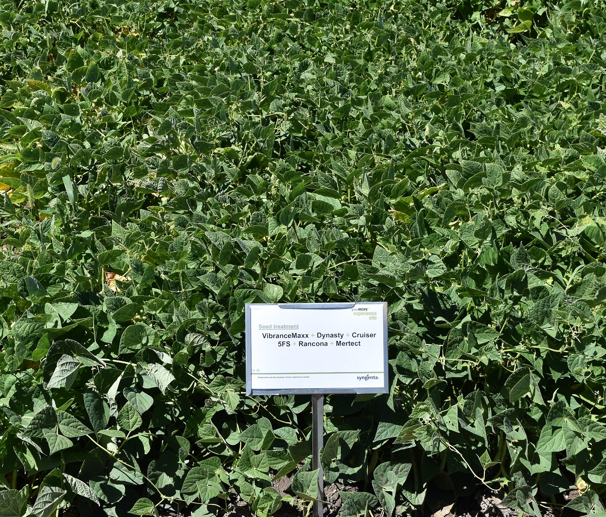 This agronomic image shows a dry beans plot.
