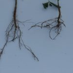 This agronomic image compares roots between CruiserMaxx Vibrance Beans and competitors.