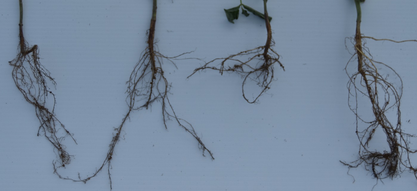 This agronomic image compares roots between CruiserMaxx Vibrance Beans and competitors.