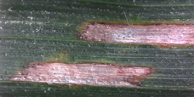 This agronomic image shows gray leaf spot along corn leaf.