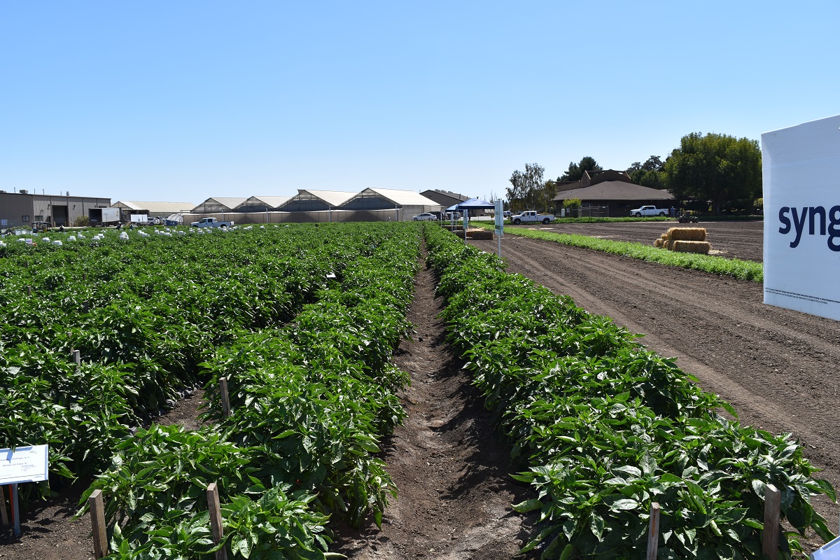 This agronomic image shows pepper crops.