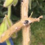 This agronomic image shows white mold on soybeans.
