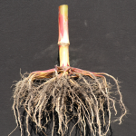 This agronomic image shows a corn plant's root system.