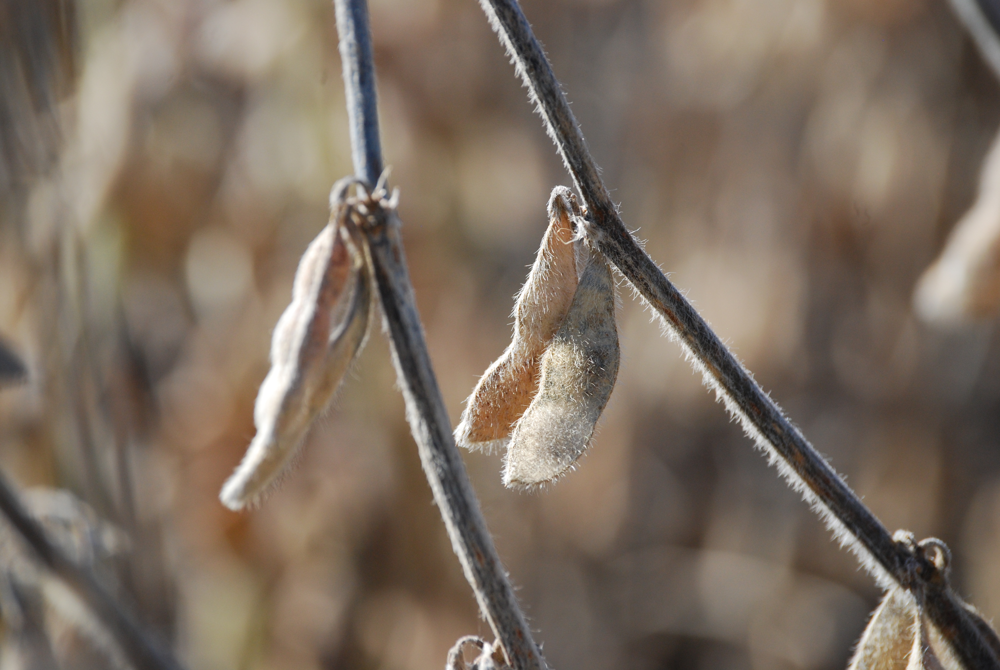 This agronomic photo shows soybeans at harvest.