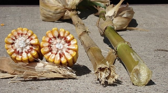 This agronomic image shows Stalk rot versus healthy stalk in corn.