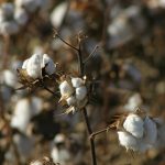 This agronomic image shows healthy cotton