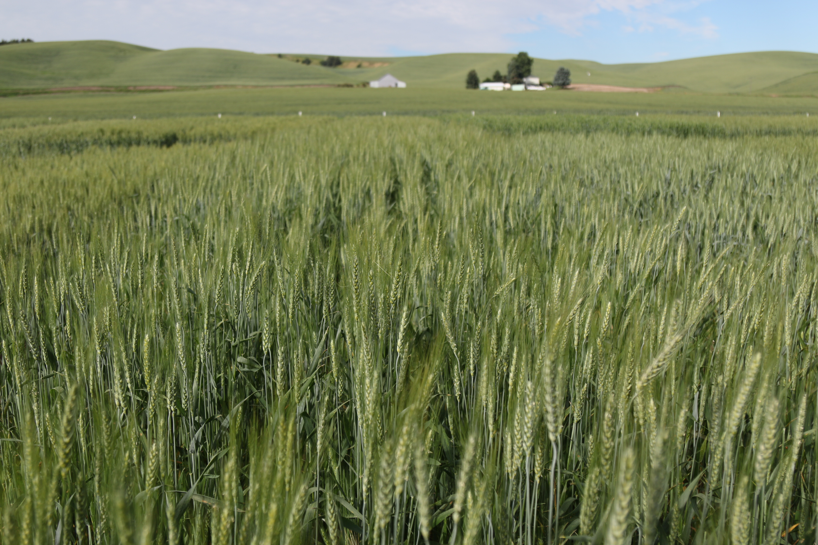 This agronomic image shows winter wheat.
