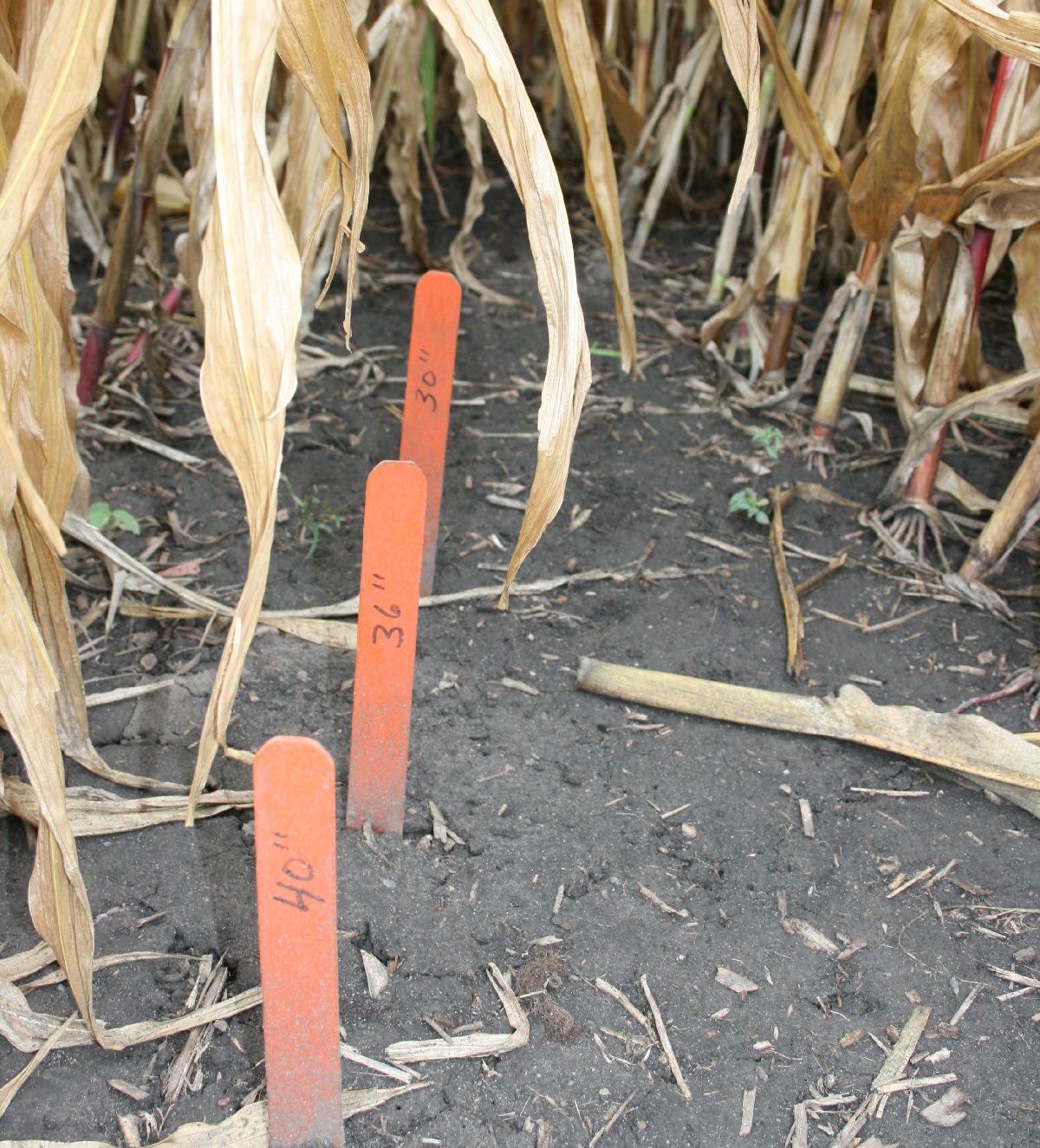 This agronomic image demonstrates different corn row spacing at the Syngenta Grow More™ Experience site in Stanton, MN.