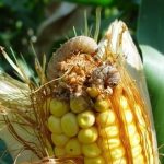 This agronomic image shows Western bean cutworm damage in corn.