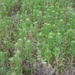 This agronomic image shows a field of marestail.