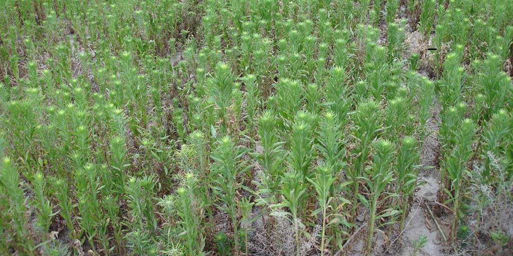 This agronomic image shows a field of marestail.