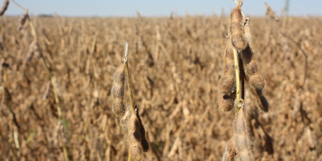 This agronomic image shows soybeans.