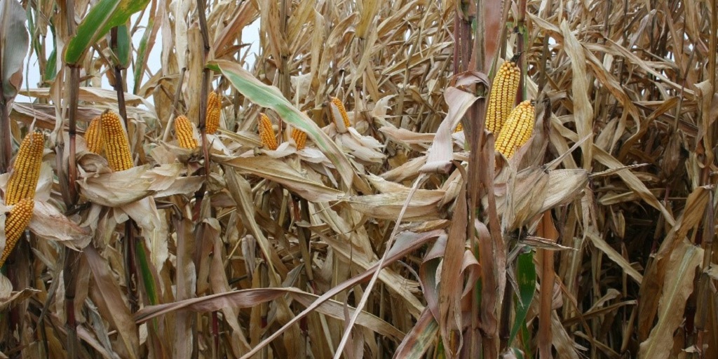 This agronomic image shows Nk corn hybrids at a Grow More Experience site.