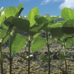 This agronomic image shows soybean seedlings.