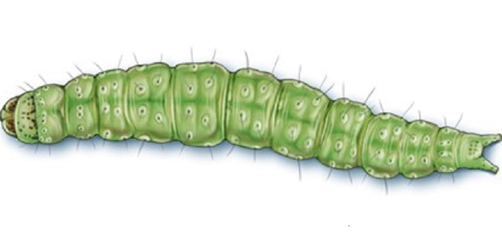 This agronomic image shows a diamondback moth caterpillar.