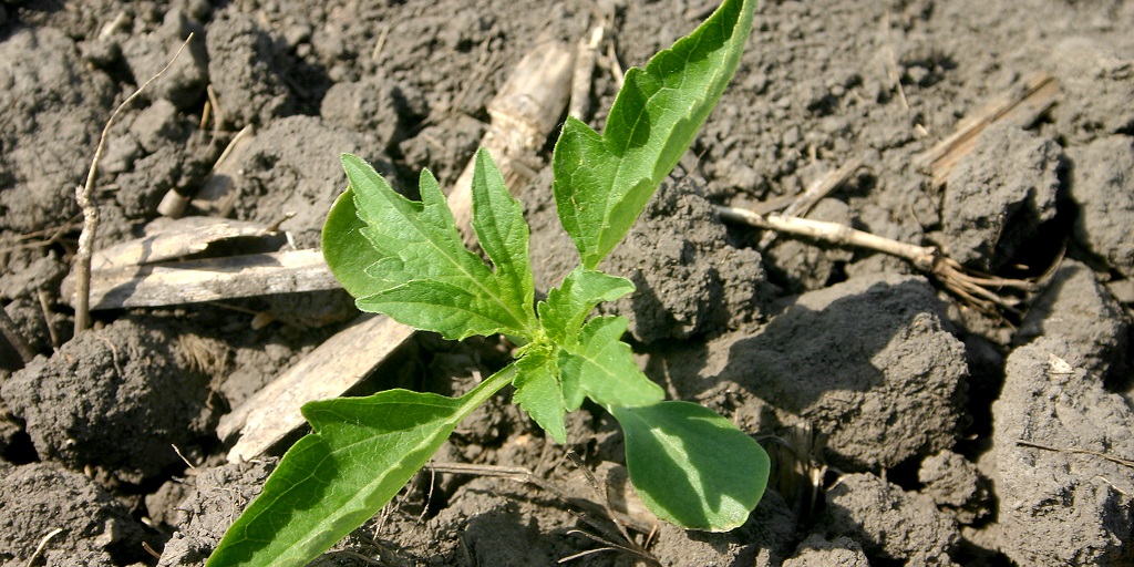 This agronomic image shows giant ragweed.