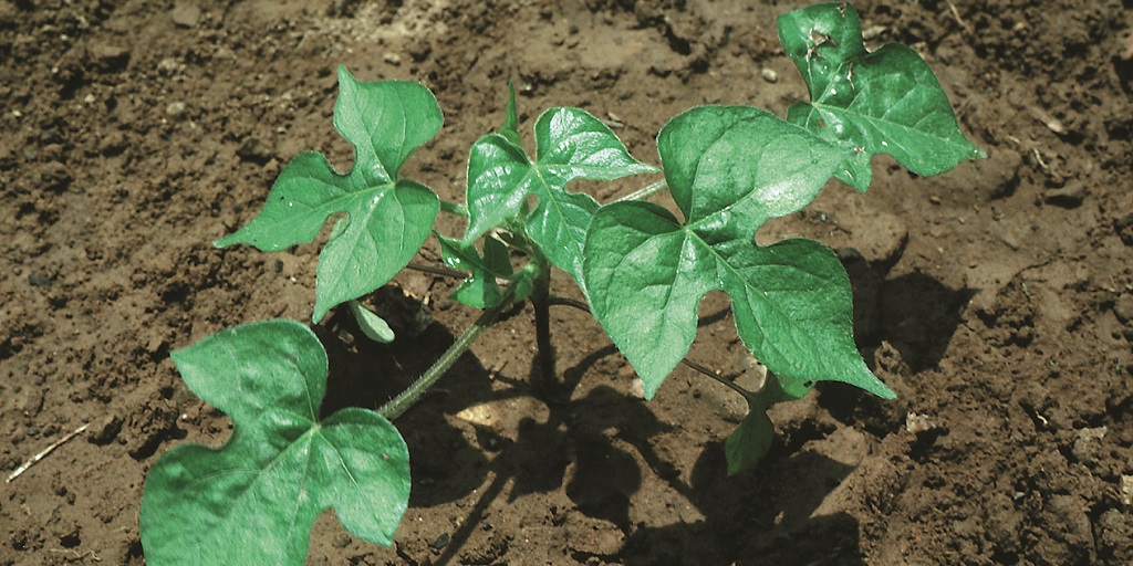This agronomic image shows morningglory.