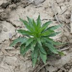 This agronomic image shows the weed marestail, also called horseweed.