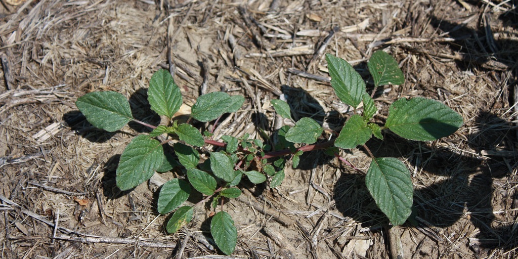 This agronomic image shows the weed Palmer amarath.