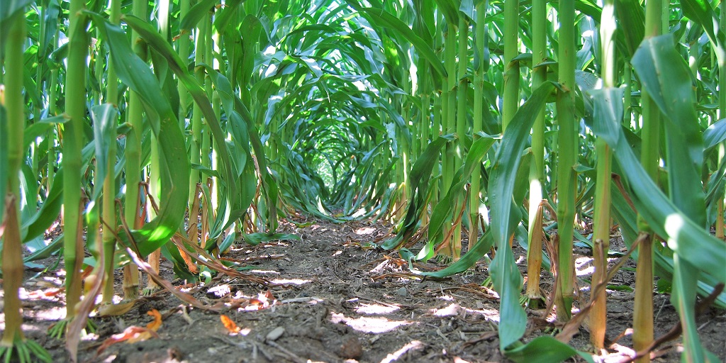This agronomic image shows a clean cornfield after Acuron applied pre-emergence at 2.5 qt/A with 1 qt/A atrazine