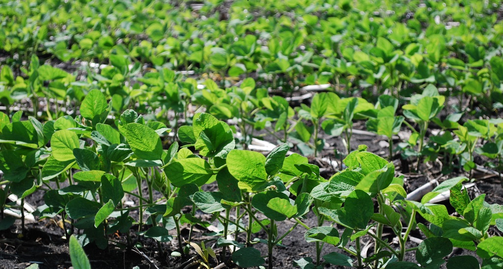 This agronomic image shows a soybean field.