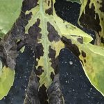 This agronomic image shows gummy stem blight damage on watermelon.