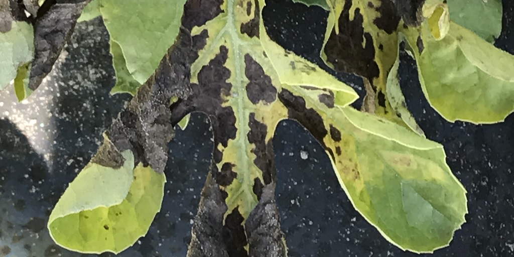 This agronomic image shows gummy stem blight damage on watermelon.