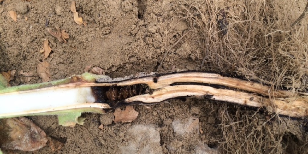 This agronomic image shows a cut tobacco stem, exposing blackened necrotic pith.