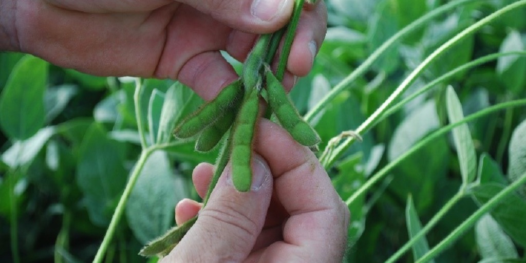 Seed treated soybean pods.