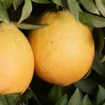This agronomic image shows oranges.